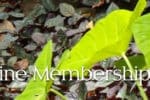 2016 Daughters of Hawai‘i Member Renewals