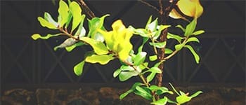 ʻŌhiʻa Lehua Tree Planting Ceremony QESP Ohia Lehua Planting web thumbnail 350x150